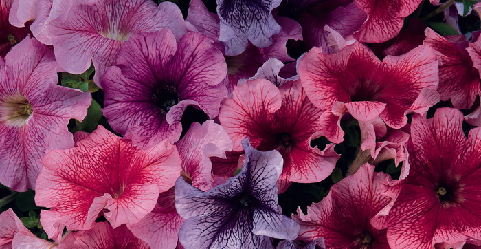 Петуния грандифлора Сандэй Вейн Микс